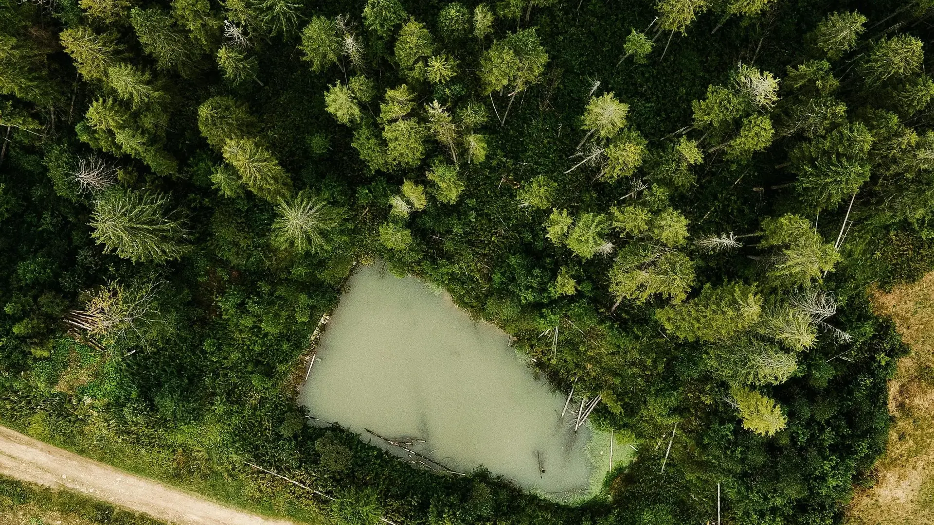 Forestry plantation rows stretching into the distance