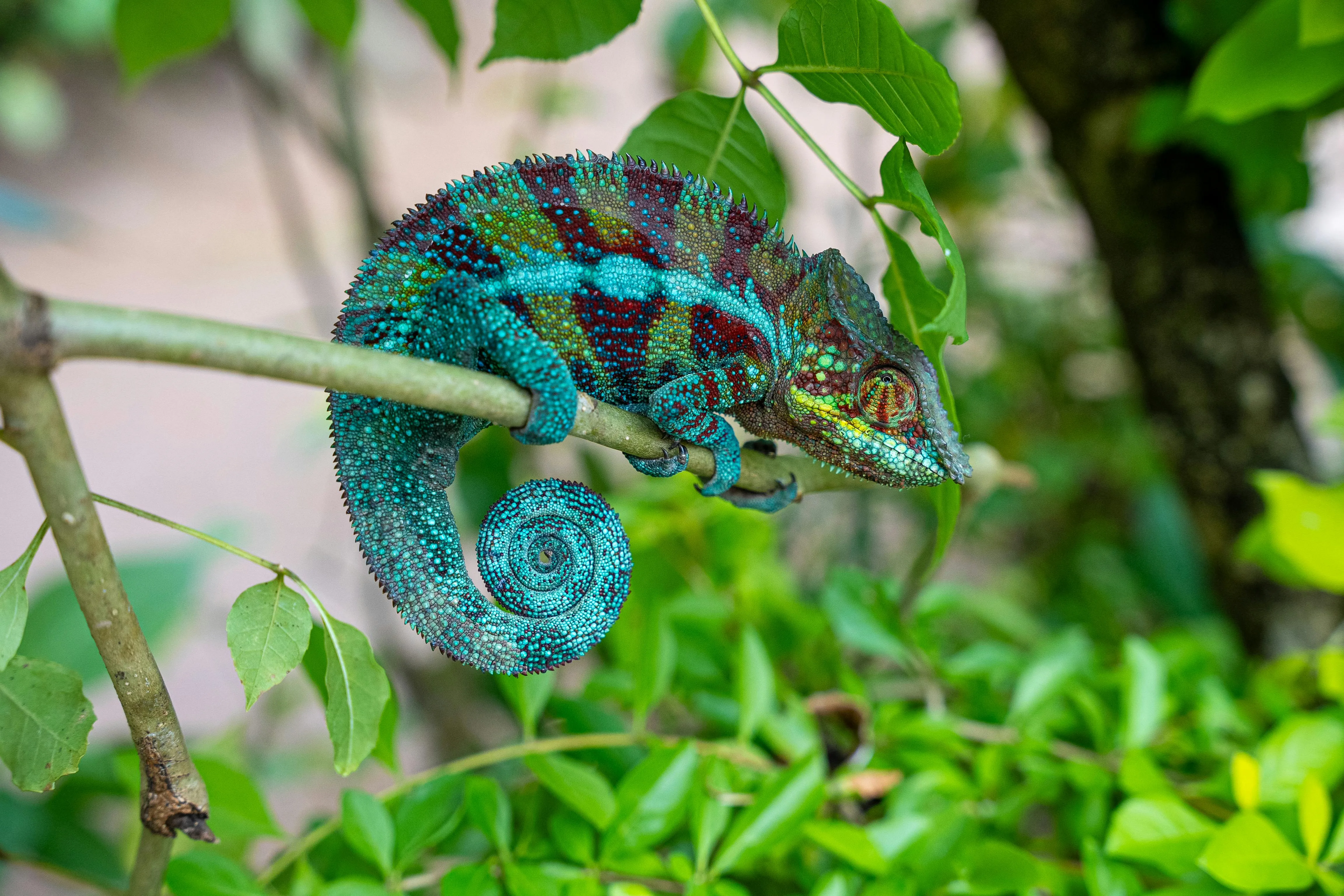 Forest canopy seen from above